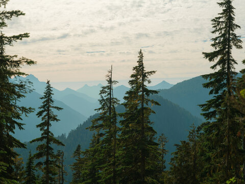 Tall pine trees on the mountain ridge in Vancouver island