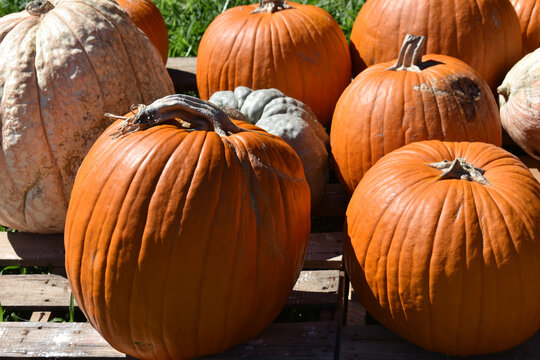 Pumpkins and Gourds on Display