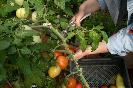 Gardener harvests ripe tomatoes in a greenhouse during summer
