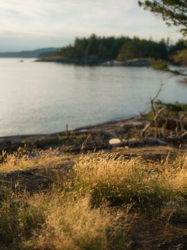 Wild grass on a rocky shore at sunset in British Columbia