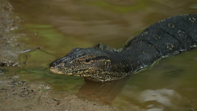 emerging from the lake, a species of lizard (Varanus salvator) that lives in Asia