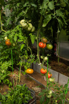 Tomato plants with green and red tomatoes growing in a garden