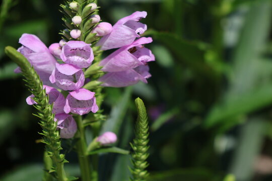 A cluster of pink flower heads on an Obedient Plant being pollinated by bees.