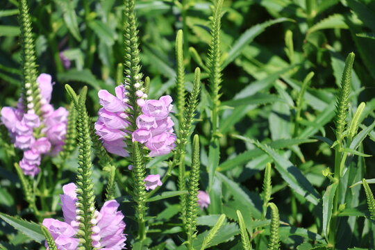 A cluster of pink flower heads on an Obedient Plant being pollinated by bees.