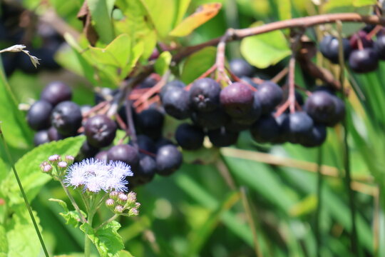 A cluster of fresh black chokeberries growing in a summer garden.