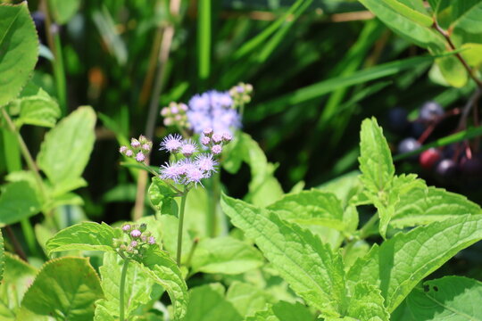 A Blue Mist Flower in a summer garden.