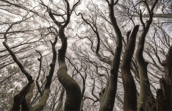 Low angle view of contorted European beech trees (Fagus sylvatica tortuosa) displaying gnarled trunks and intricate leafless canopies under an overcast winter sky in an ancient temperate mountain fore