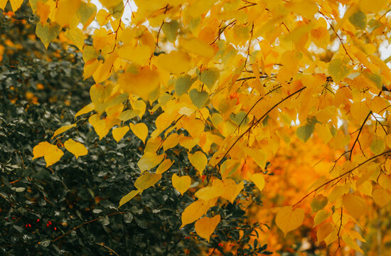 Close up full frame background texture of vibrant golden yellow autumn linden leaves