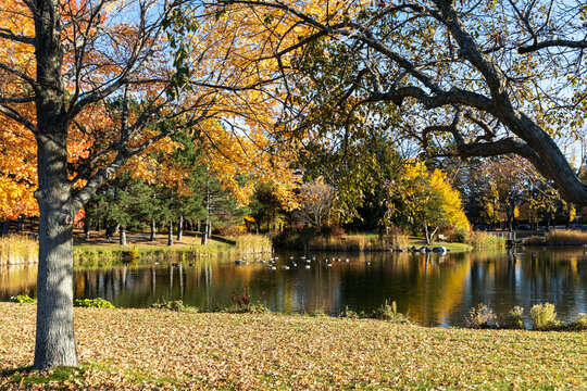 Autumn pond with swimming Canada geese and colorful trees. Andrew Haydon Park during fall season in Ottawa, Canada