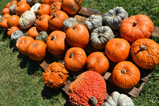 Pumpkins for Sale at October Festival