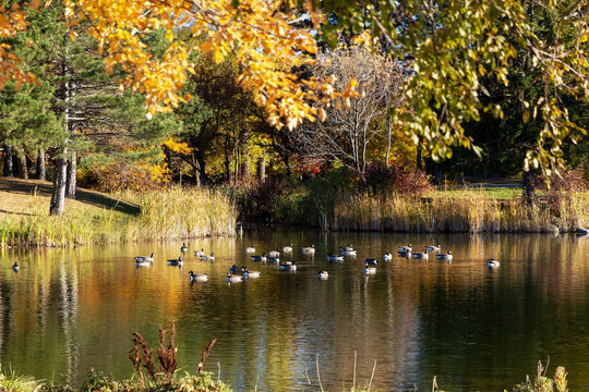 Flock of Canada geese swimming on pond in autumn. Andrew Haydon Park during fall season in Ottawa, Canada