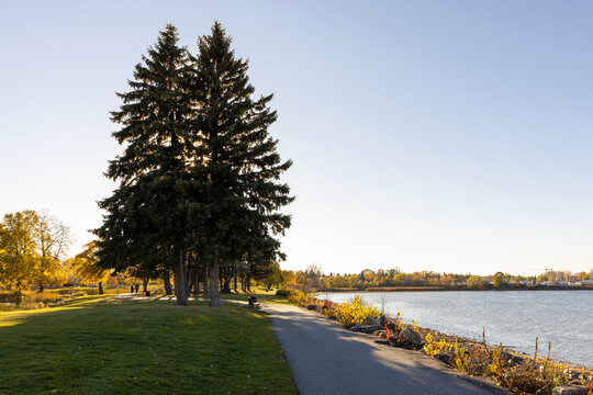 Path along river on bright autumn day. Andrew Haydon Park during fall season in Ottawa, Canada. Scenic riverside walkway with tall pine trees