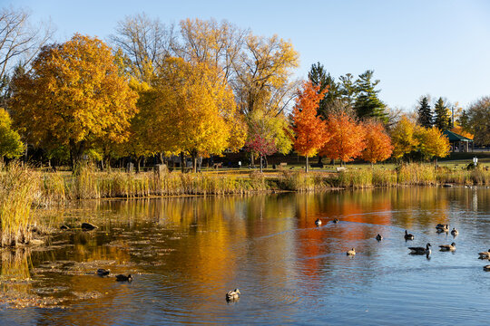 Autumn landscape with vibrant trees and swimming geese in pond in Ottawa, Canada. Andrew Haydon Park during fall season