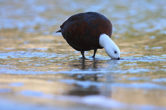 paradise shellduck