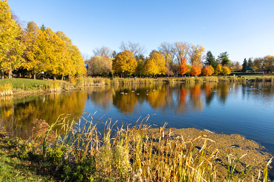 Autumn landscape with vibrant trees and pond with in city park in Ottawa, Canada. Andrew Haydon Park during fall season