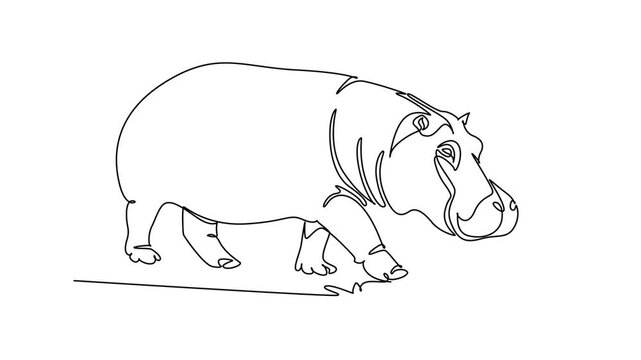 Animated self drawing of continuous line draw massive wild hippopotamus walking steadily across savanna grass. Bulky body, thick leg, broad snout, and small rounded ear. Full length one line animation