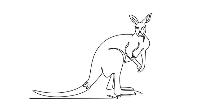 Animated self drawing of continuous line draw wild kangaroo standing upright and alert on the savanna ground. Elongated tail resting on the grass, and attentive ears. Full length single line animation