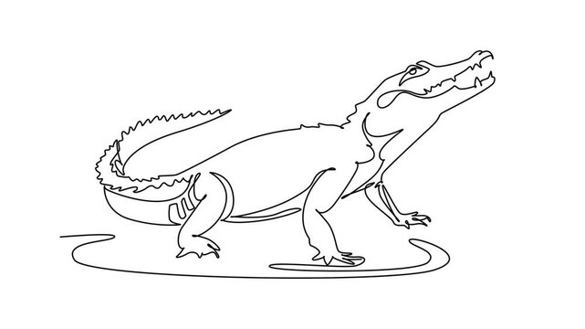 Animated self drawing of continuous line draw wild crocodile or alligator basking with snout raised and jaws open. Scaly back ridges, curved tail, and predatory stance. Full length one line animation