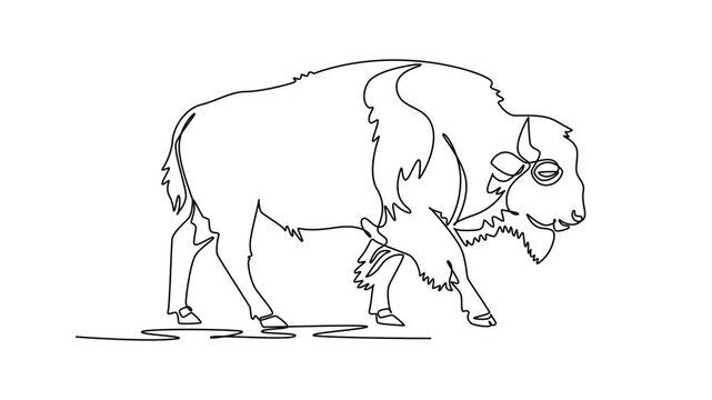 Animated self drawing of continuous line draw powerful wild bison or buffalo walking steadily forward across grassland clearing. Curved horns and distinct shoulder hump. Full length one line animation