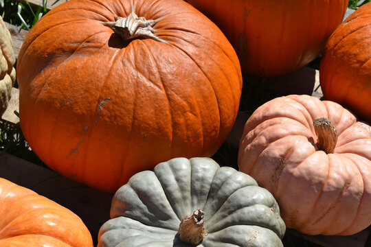 Gourds and Pumpkins of Autumn