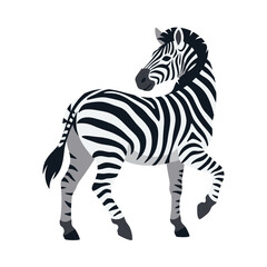 zebra vector illustration © Baloch Baloch