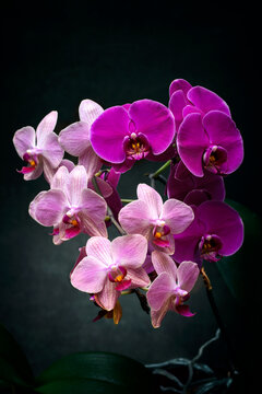 Blooming Phalaenopsis orchids with flower clusters in various shades of purple, pink, and lilac against a dark background.
