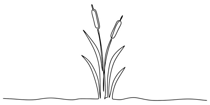 Minimalist single continuous line drawing of cattail plants for nature art and aquatic landscape decorative graphic design.