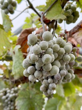 Grapes on the vine