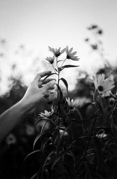 Hand Gathering Flowers