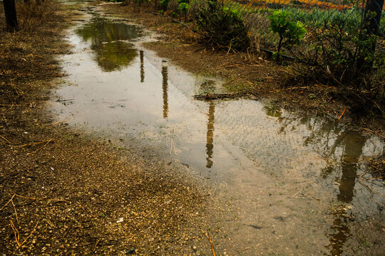Puddle Reflection on Grassy Path