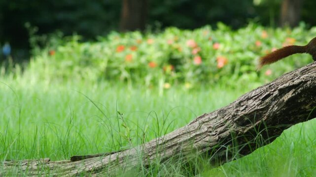 Cute fluffy brown squirrel crawling on a fallen log in a lush green park during daytime, wild animal in natural environment with blurry forest, grass, and colorful flowers background.