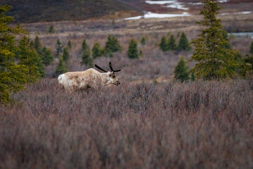 Bull caribou in the tundra of Denali National Park, Alaska © Todd