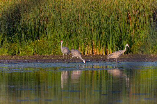 Sandhill Cranes (Antigone canadensis) foraging along a riverbank, searching for food in the shallow water and along the muddy shoreline.