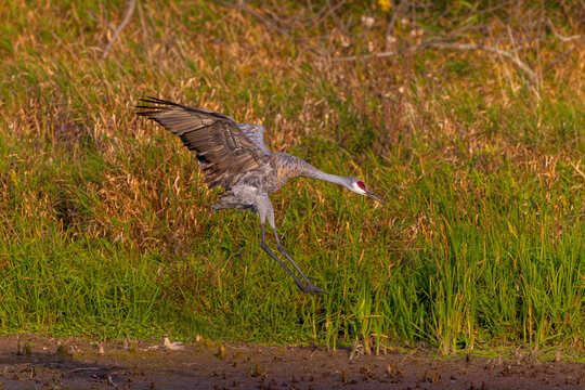 Sandhill Cranes (Antigone canadensis) landing on a riverbank, spreading their wings and extending their legs as they approach the water's edge.