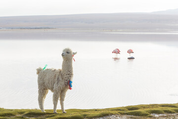 Naklejka premium Alpaca