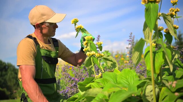 Gardener pruning tall yellow flowering perennials