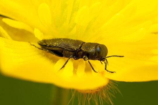 metallic wood-boring beetle - Anthaxia quadripunctata, beautiful small mettalic beetle native to European forest edges, Zlin, Czech Republic.