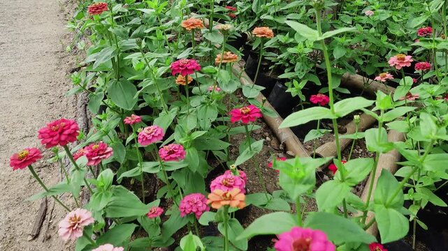 Colorful zinnias flowers in the garden