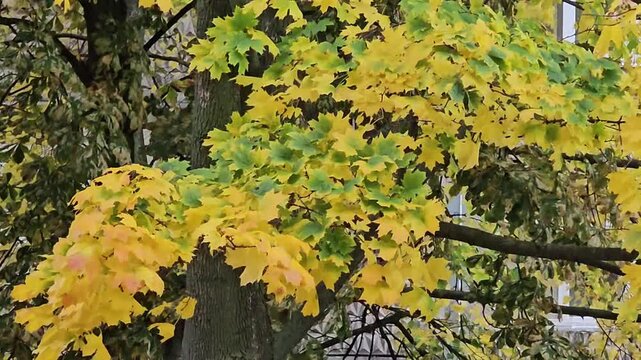 tree in autumn, yellow autumn leaves on a tree, wind