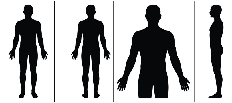 Male body silhouette set, human anatomy vector template with full length front back side profile and upper torso views for medical health presentation