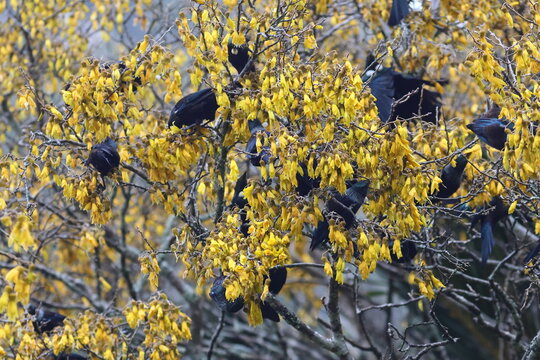 tui