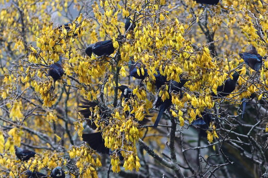 tui