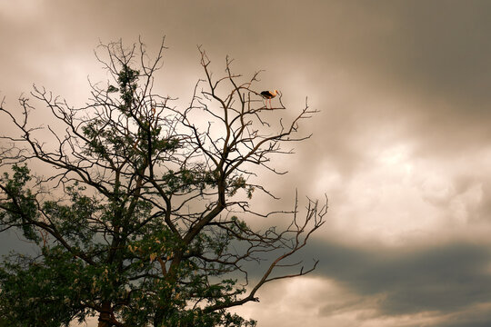 White stork perched on a bare tree against dramatic overcast evening sky