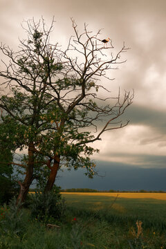 Stork perched on bare tree branches above fields beneath dramatic storm clouds