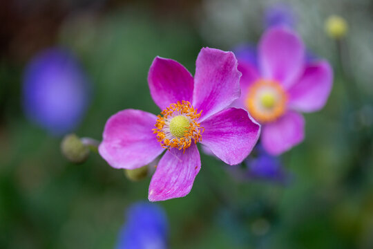 Pink Japanese anemone flower in focus with colorful soft bokeh background