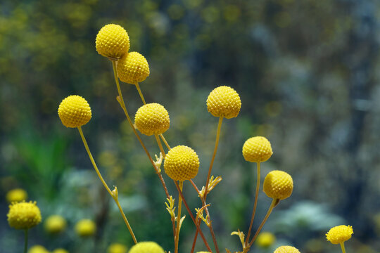 Bright Yellow Craspedia Billy Balls Flowers with Soft Green Vegetation Bokeh Background