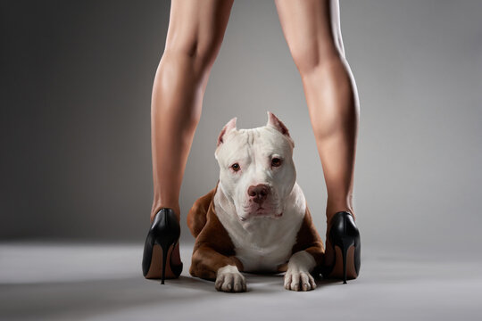 An American Pit Bull Terrier lies between a woman's legs in high heels. The studio shot uses dramatic lighting to highlight the muscular dog and minimalistic background.