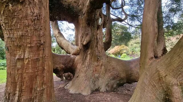 Approaching massive ancient spreading tree with twisted root system in historic botanical arboretum. Enduring timber longevity and woodland conservation.