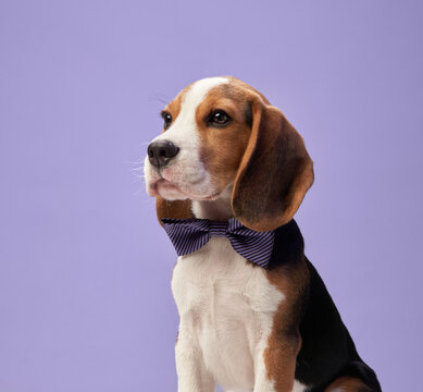 A beagle sits gracefully wearing a bow tie, with a soft lavender backdrop enhancing the serene studio setting. The poised position and gentle expression emphasize the dog's elegance and charm.