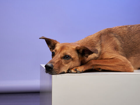 A brown dog is lying down on a white platform with a purple background. The dog appears relaxed and calm.